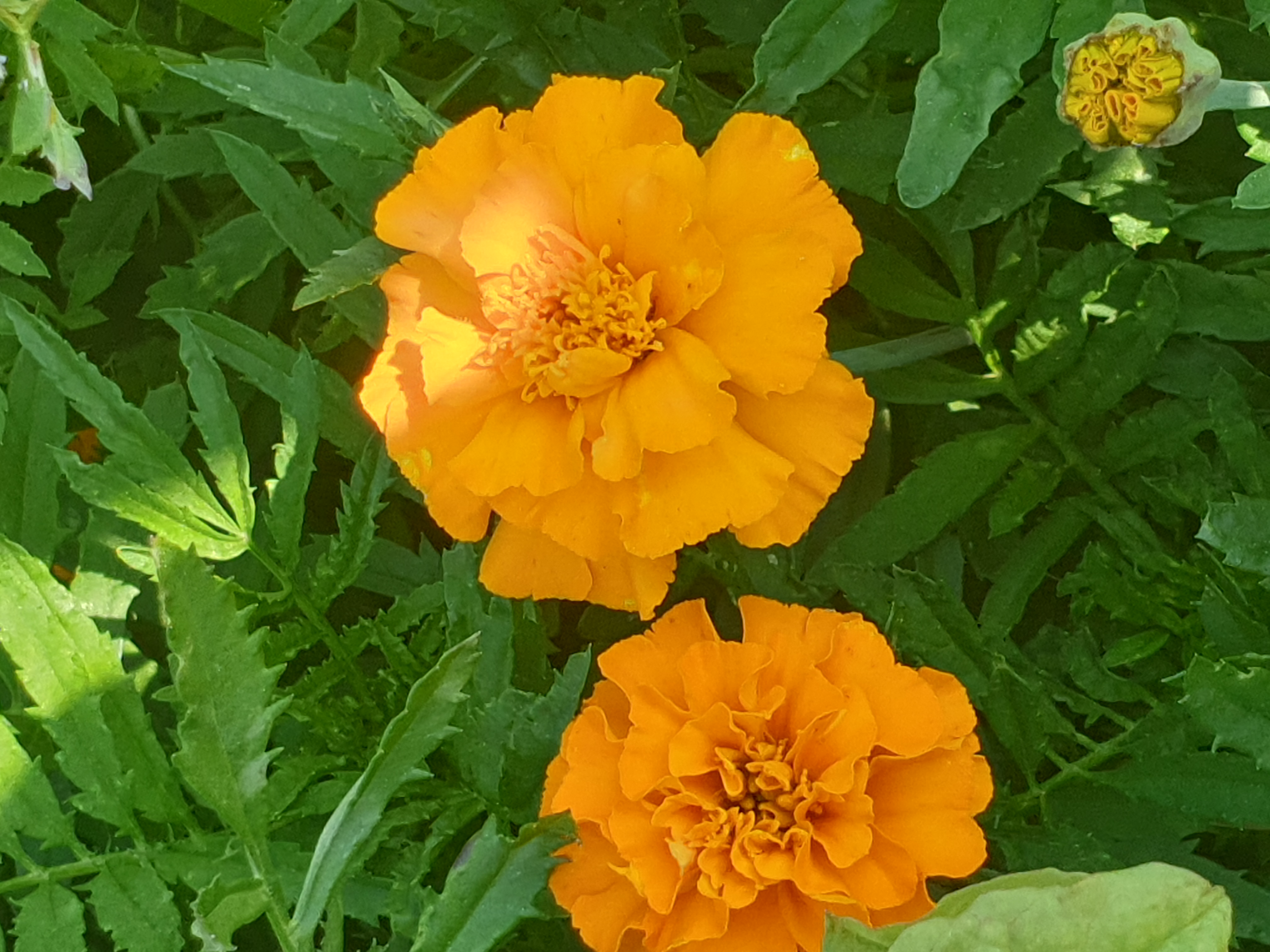 petite fleur jaune assez ronde, Suisse